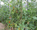 a-tomato-3947.jpg