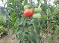 a-tomato-3948.jpg