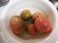8-tomato-0814.jpg