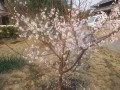 a-ume-0594