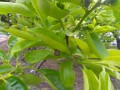 Digital Camera