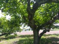 Digital Camera