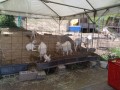 IMG_20250501_123150
