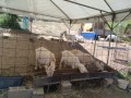 IMG_20250501_123441