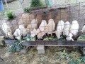 IMG_20250510_071456