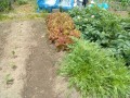 IMG_20250523_114704