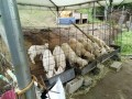 IMG_20250525_083402
