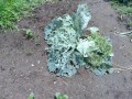 IMG_20250525_113241