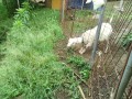 IMG_20250526_062739