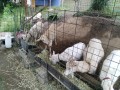 IMG_20250526_062810