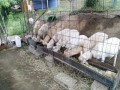 IMG_20250526_062900