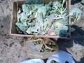 IMG_20250528_120209
