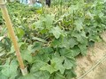 IMG_20250529_115747