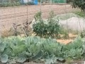 IMG_20250529_122152