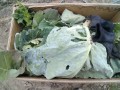 IMG_20250530_115205