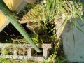 IMG_20250531_084335
