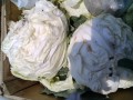 IMG_20250601_121629