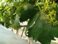 IMG_20250601_162546