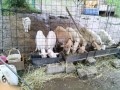 IMG_20250603_090201