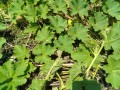 IMG_20250604_114019