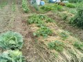 IMG_20250609_123454