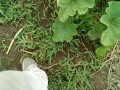 IMG_20250609_123519