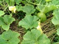 IMG_20250609_123529