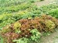 IMG_20250609_123539