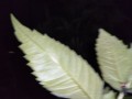 IMG_20250609_201648