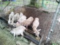 IMG_20250612_094233