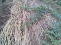 IMG_20250612_114230