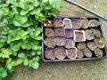 IMG_20250614_123736