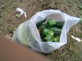 IMG_20250615_102717