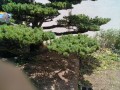 IMG_20250615_112427