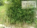 IMG_20250618_113027