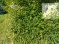 IMG_20250619_072854