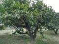 IMG_20250620_180606