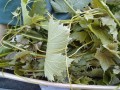 IMG_20250621_185257