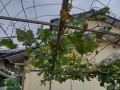 IMG_20250623_154659