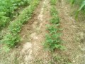 IMG_20250625_170136