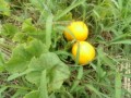 IMG_20250625_170239