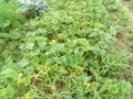 IMG_20250625_170242
