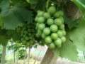 IMG_20250625_170426