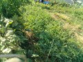 IMG_20250626_164907
