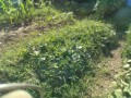 IMG_20250626_164909