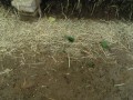 IMG_20250627_100401