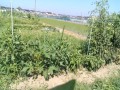 IMG_20250630_151310