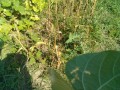 IMG_20250630_151402