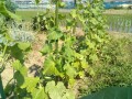 IMG_20250630_151425