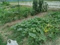 IMG_20250622_165143 - コピー